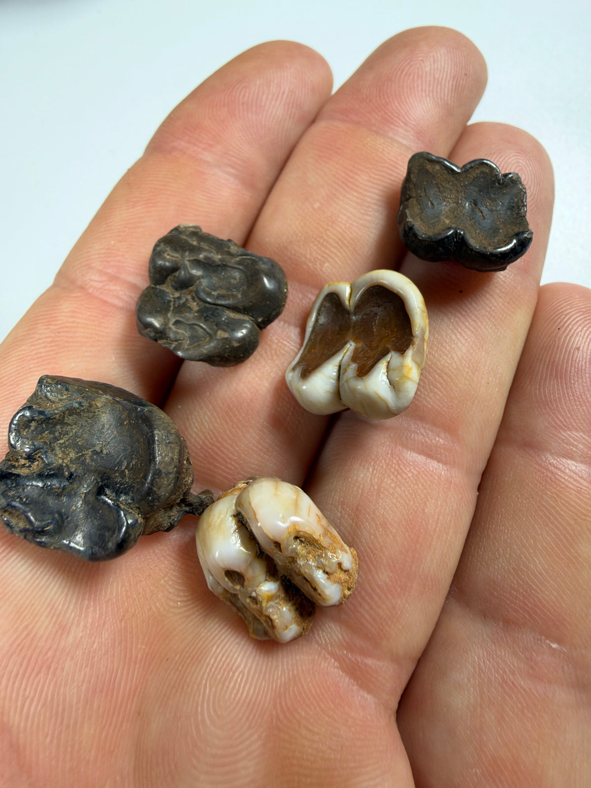 Fossil manatee teeth group held in hand - EDI-32