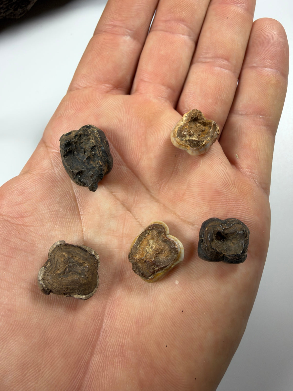 Undersides of five fossil manatee teeth - EDI-32