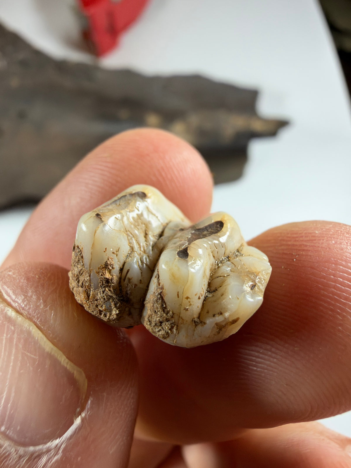 Ivory fossil manatee molar from another angle - EDI-34
