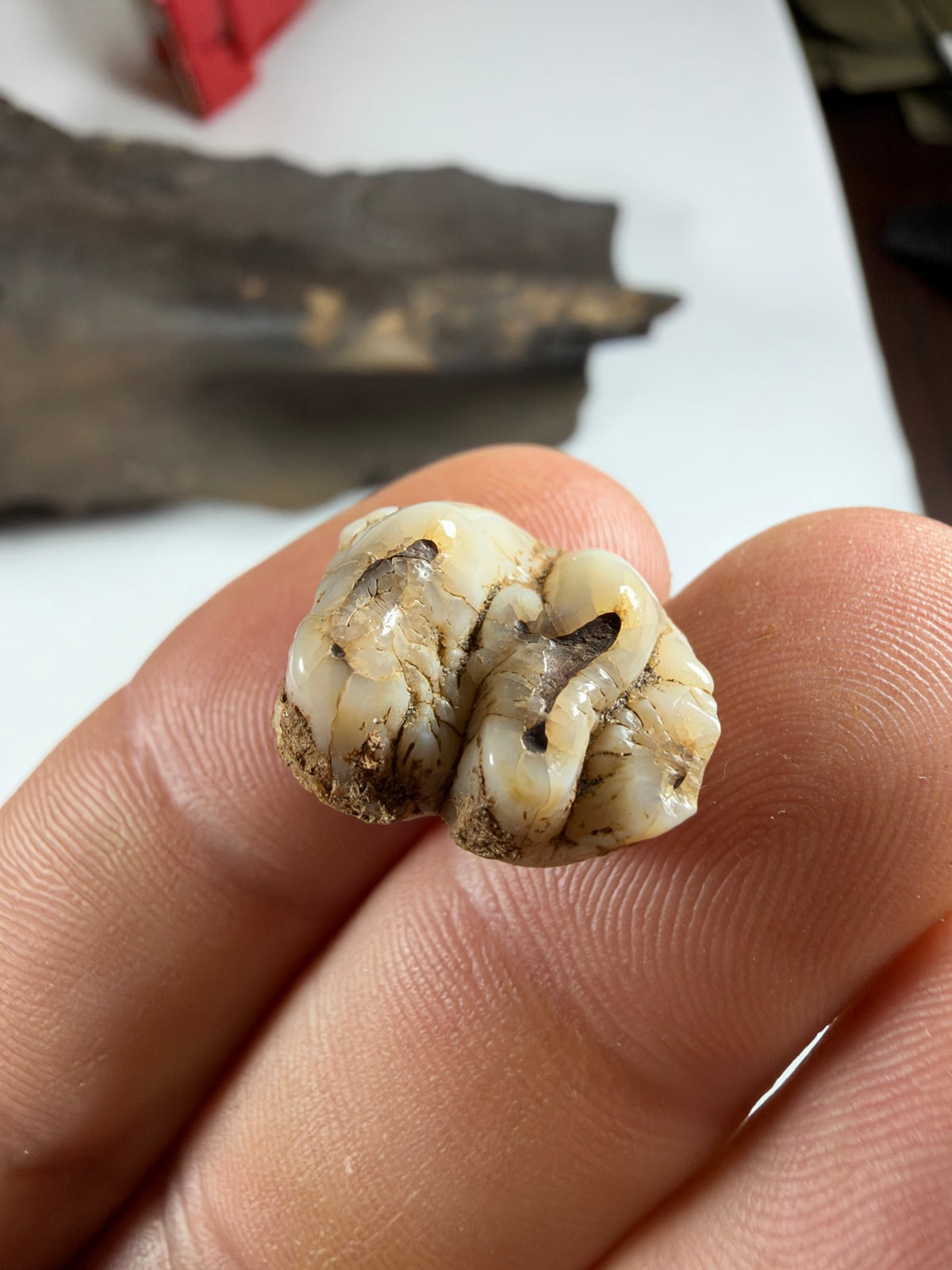 Chewing surface of ivory fossil manatee molar - EDI-34