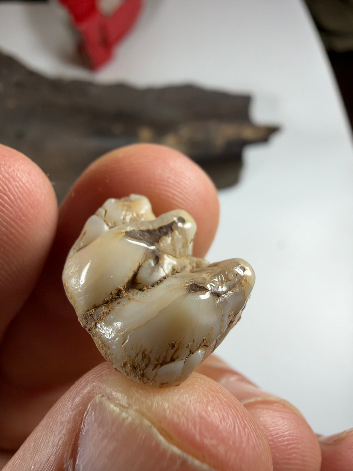 Side view of ivory fossil manatee molar - EDI-34