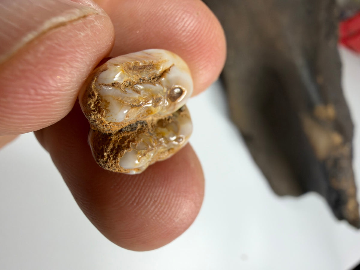 Fossil manatee molar in light ivory color - EDI-34