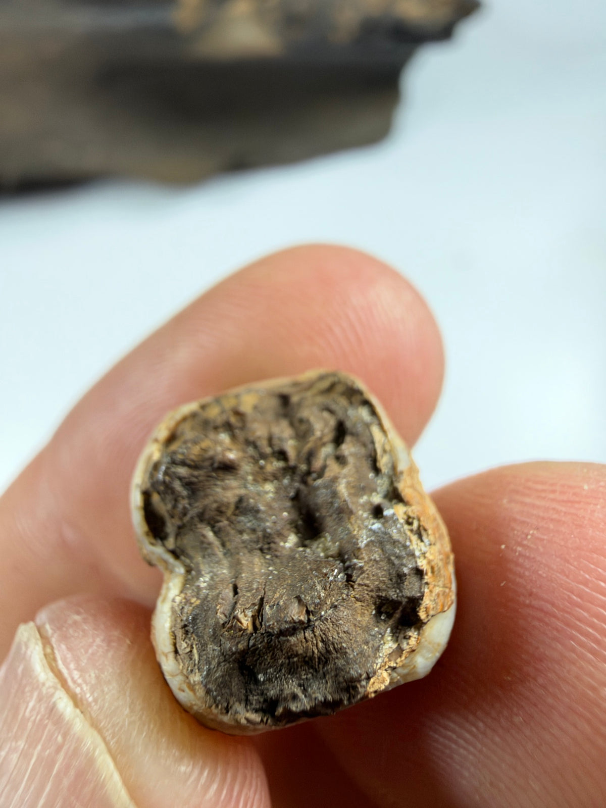 Underside and root area of ivory fossil manatee molar showing wear - EDI-34