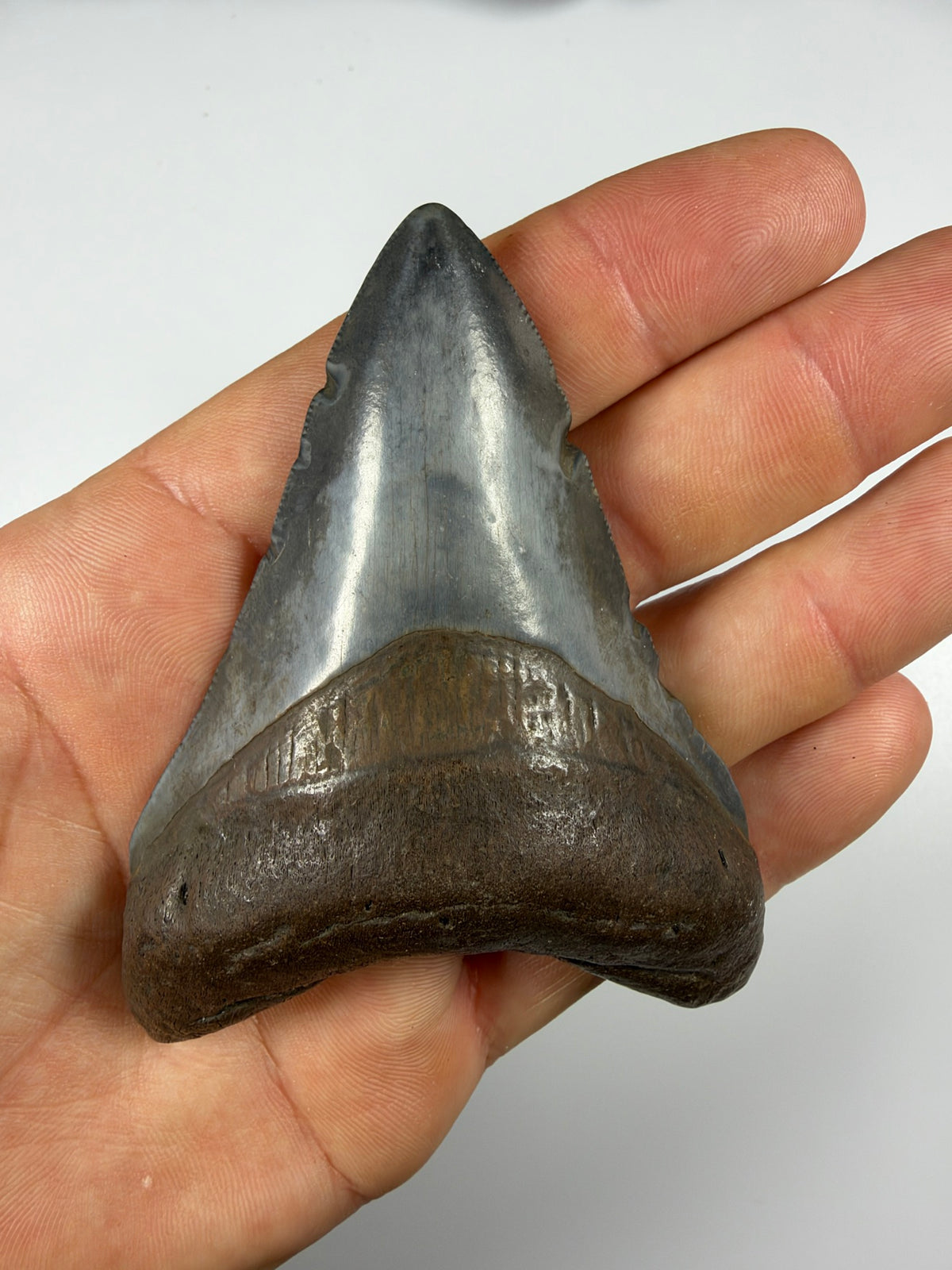 Blue sheen on megalodon tooth held in hand - EDI-35