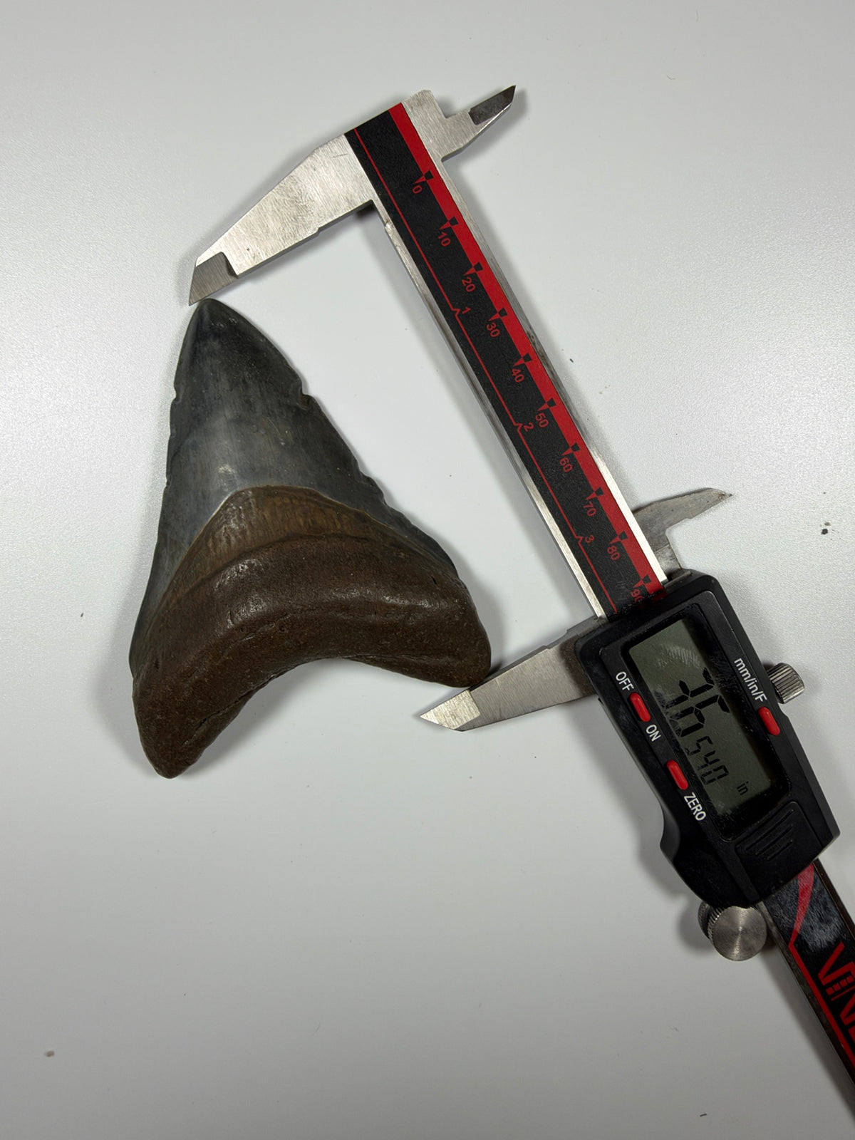 Digital caliper measuring megalodon tooth at 3.65 inches - EDI-35