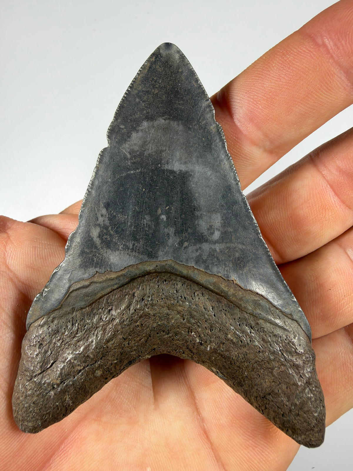 Megalodon tooth held in hand showing size - 3.65 inch fossil EDI-35