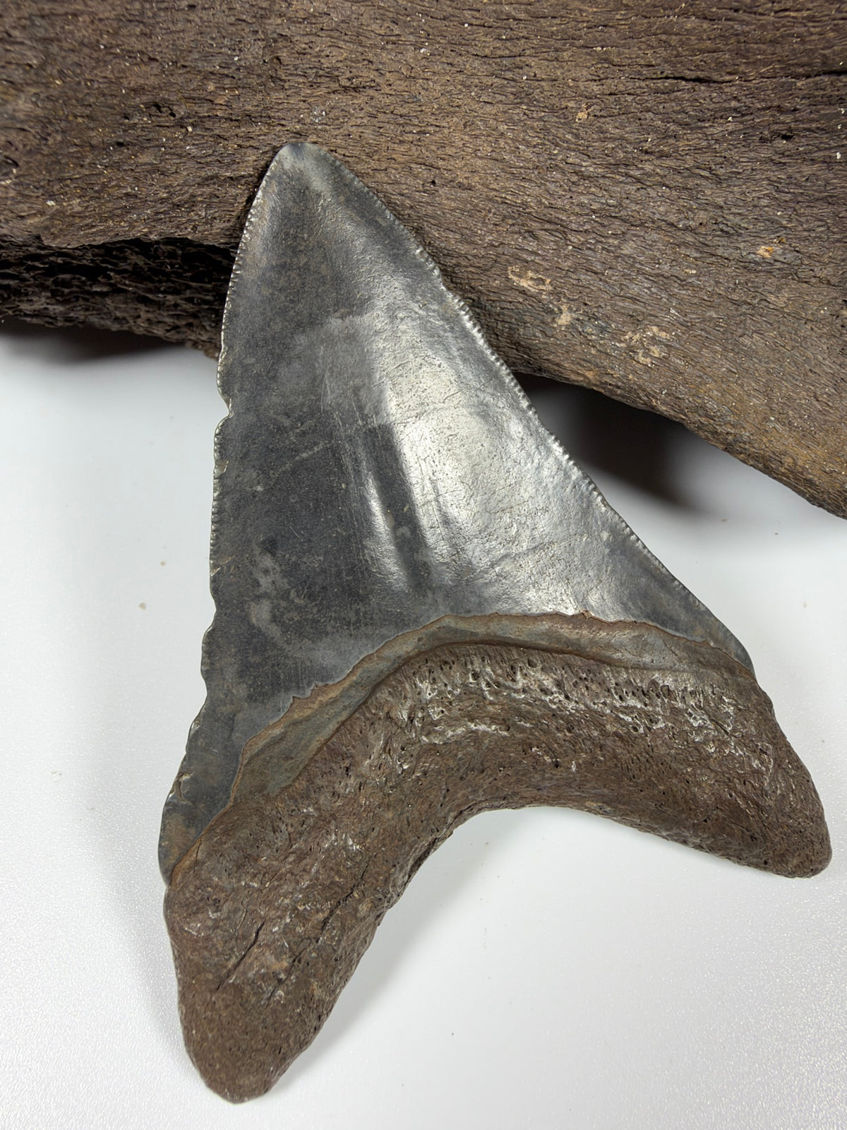 River-polished back of megalodon tooth - Peace River FL fossil EDI-35