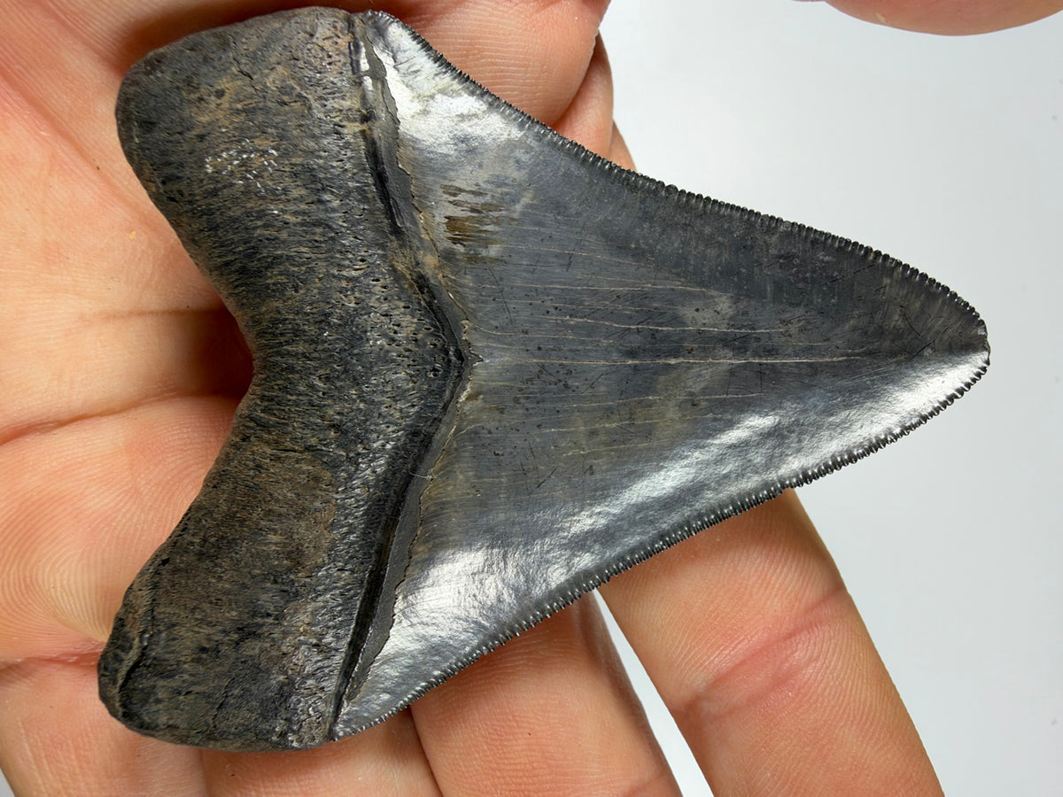 Megalodon tooth bourlette detail held in hand - EDI-37