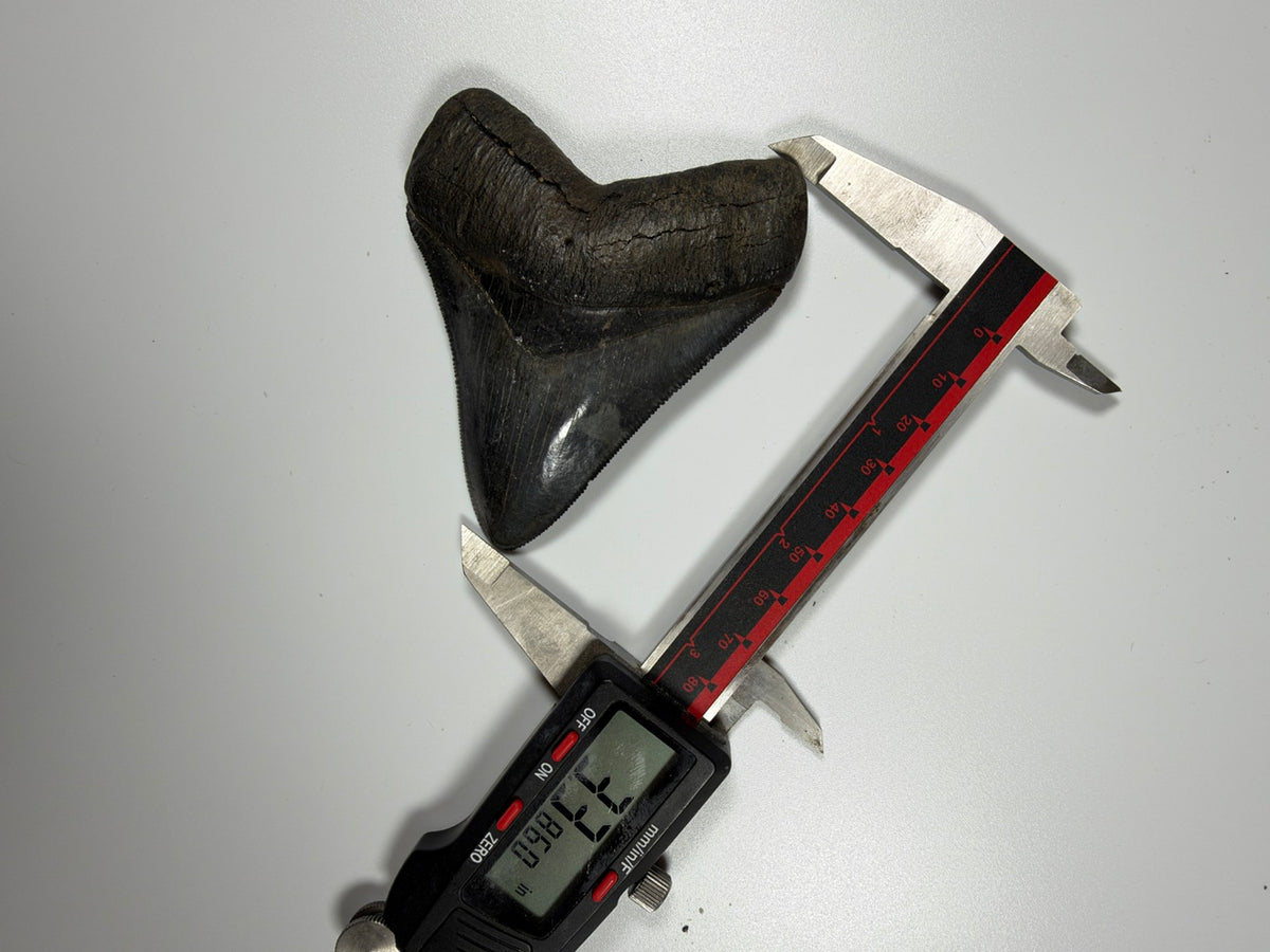 Digital caliper measuring megalodon tooth at 3.38 inches - EDI-37
