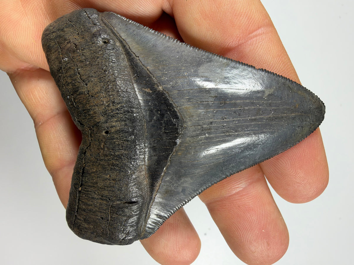 Megalodon tooth held in hand showing size - 3.38 inch fossil EDI-37