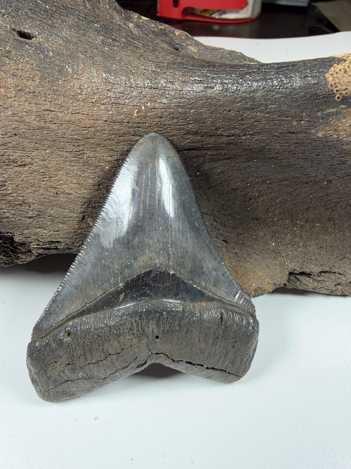Back of megalodon tooth showing bourlette - Peace River FL fossil EDI-37