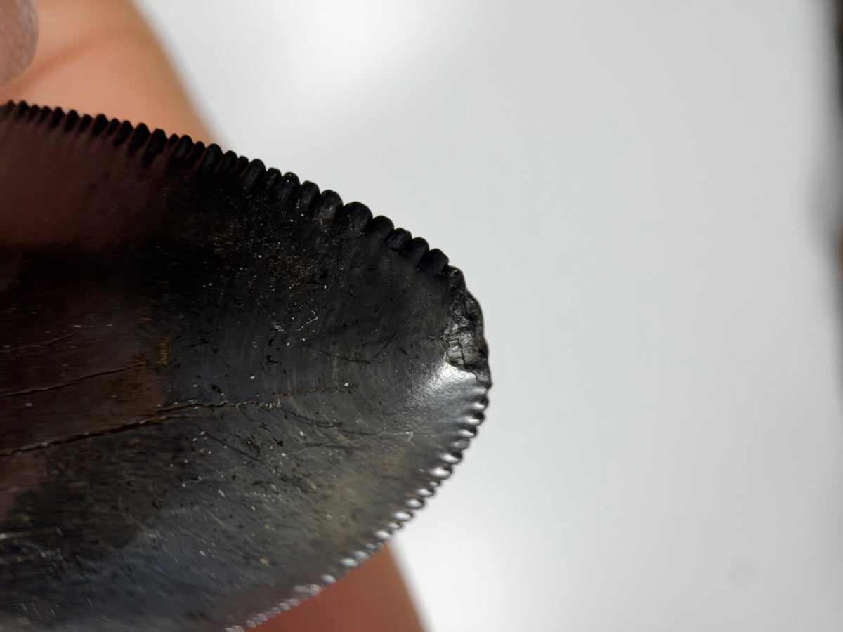 Close-up of slight tip nick on megalodon tooth - EDI-37