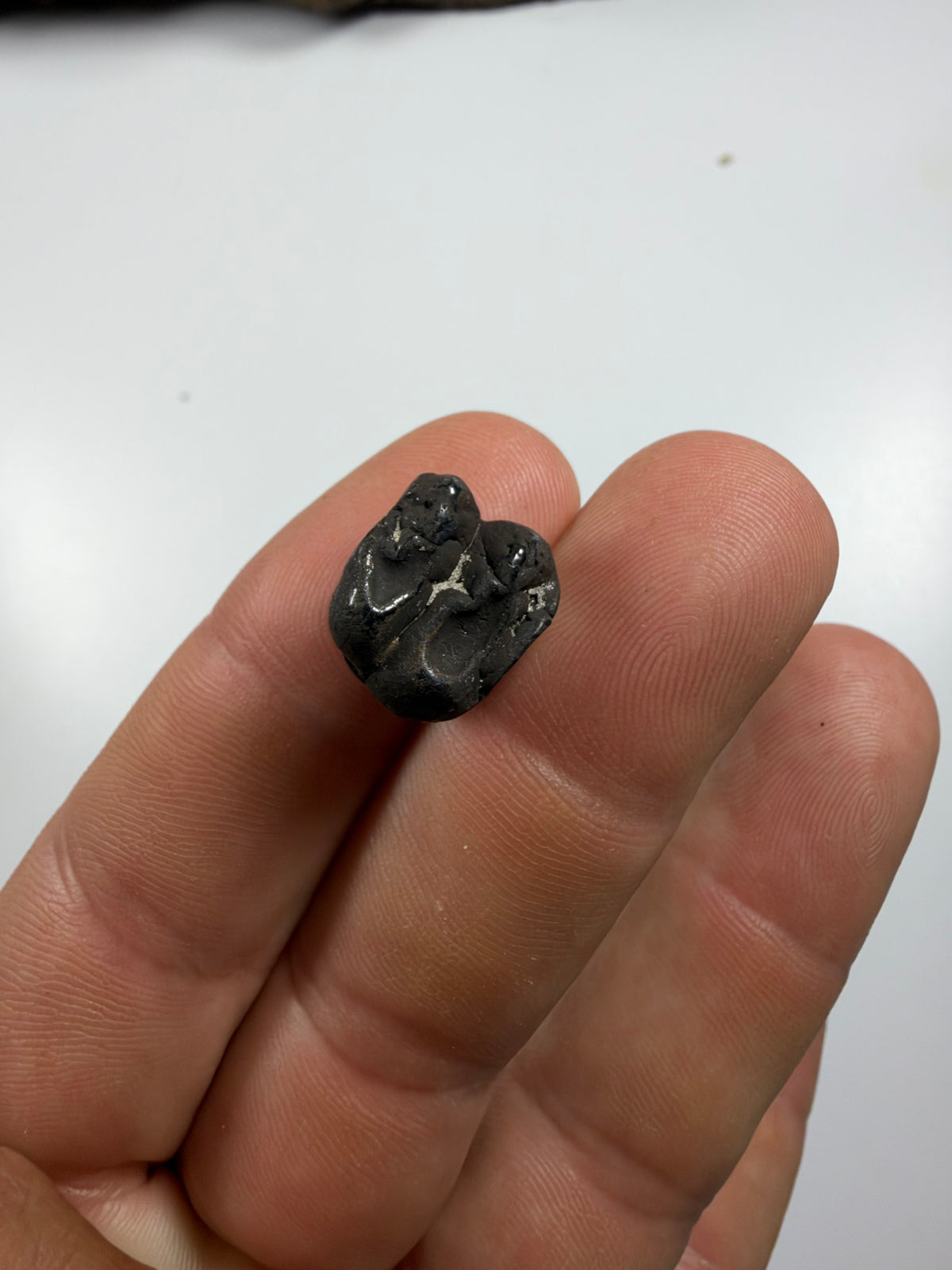 Fossil manatee tooth with dark coloration held in hand - EDI-44