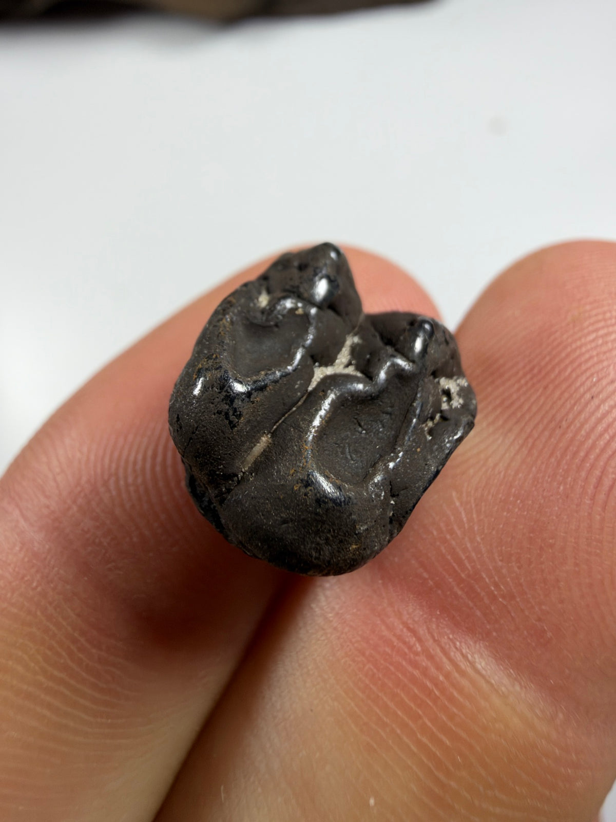 Chewing surface of dark fossil manatee molar - EDI-44