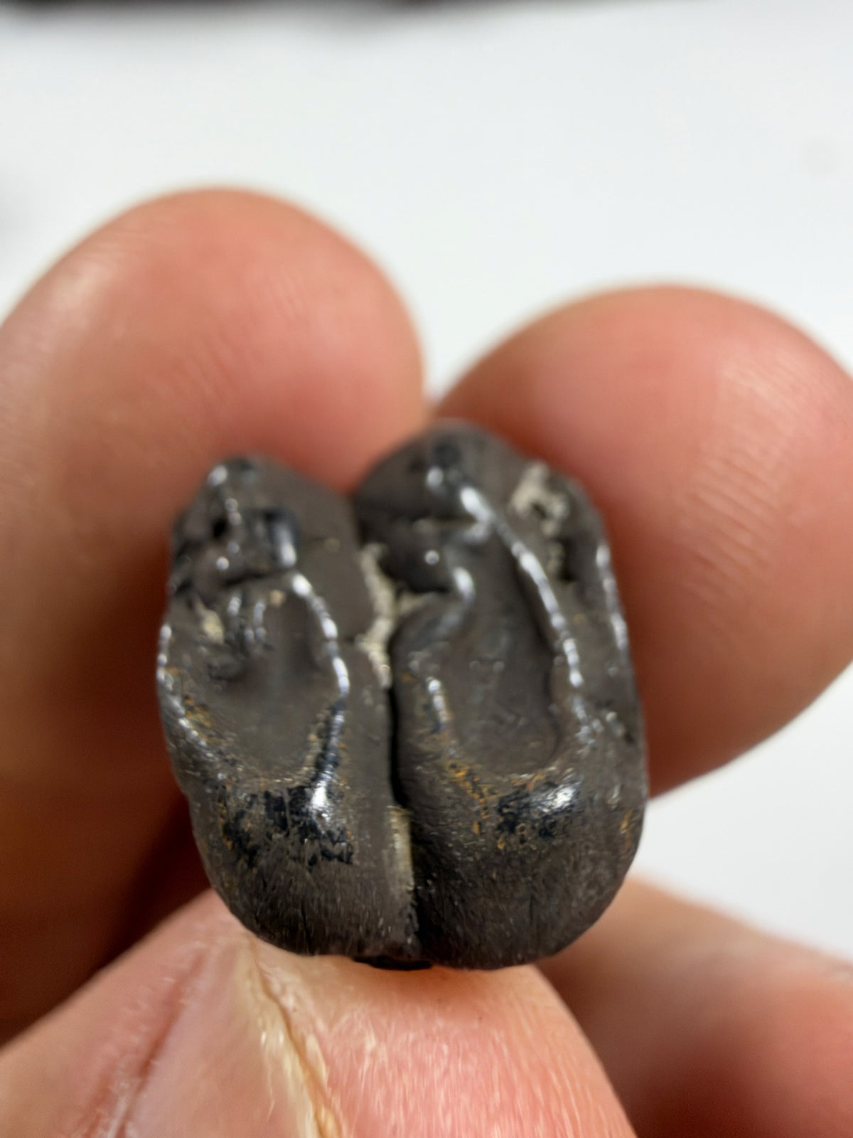 Dark fossil manatee molar from the side - EDI-44