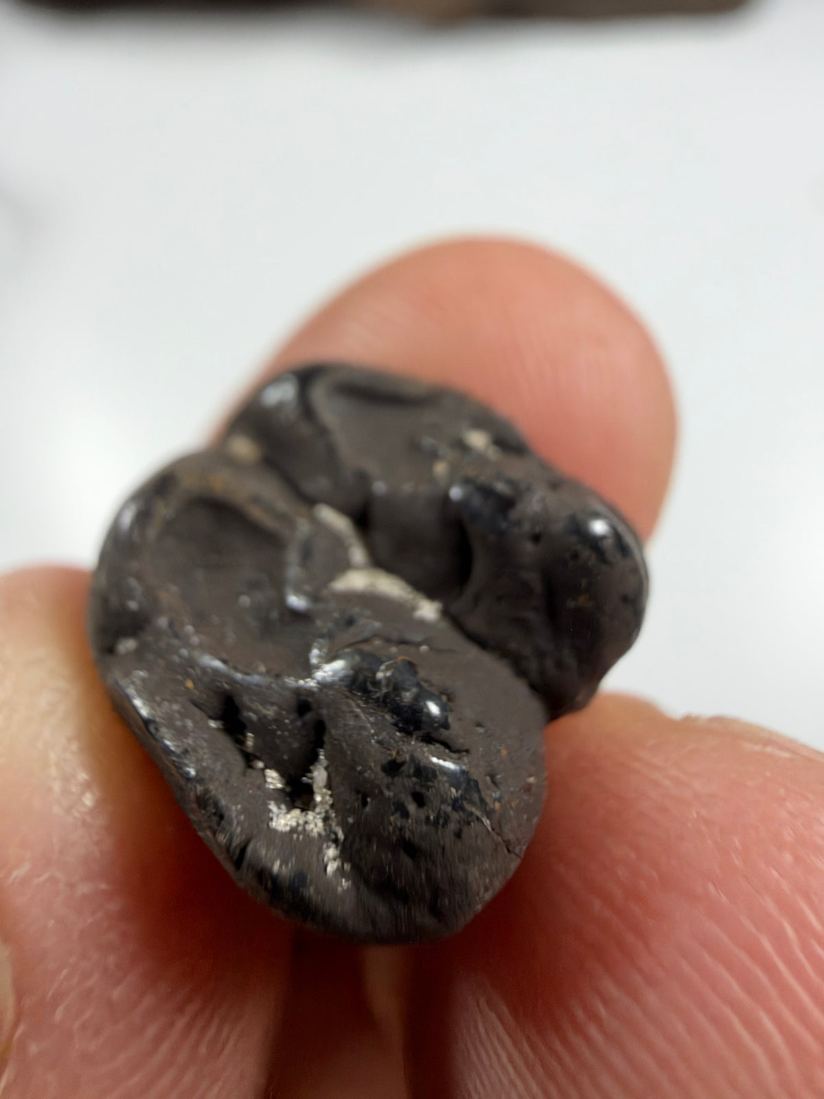 Underside of dark fossil manatee molar - EDI-44