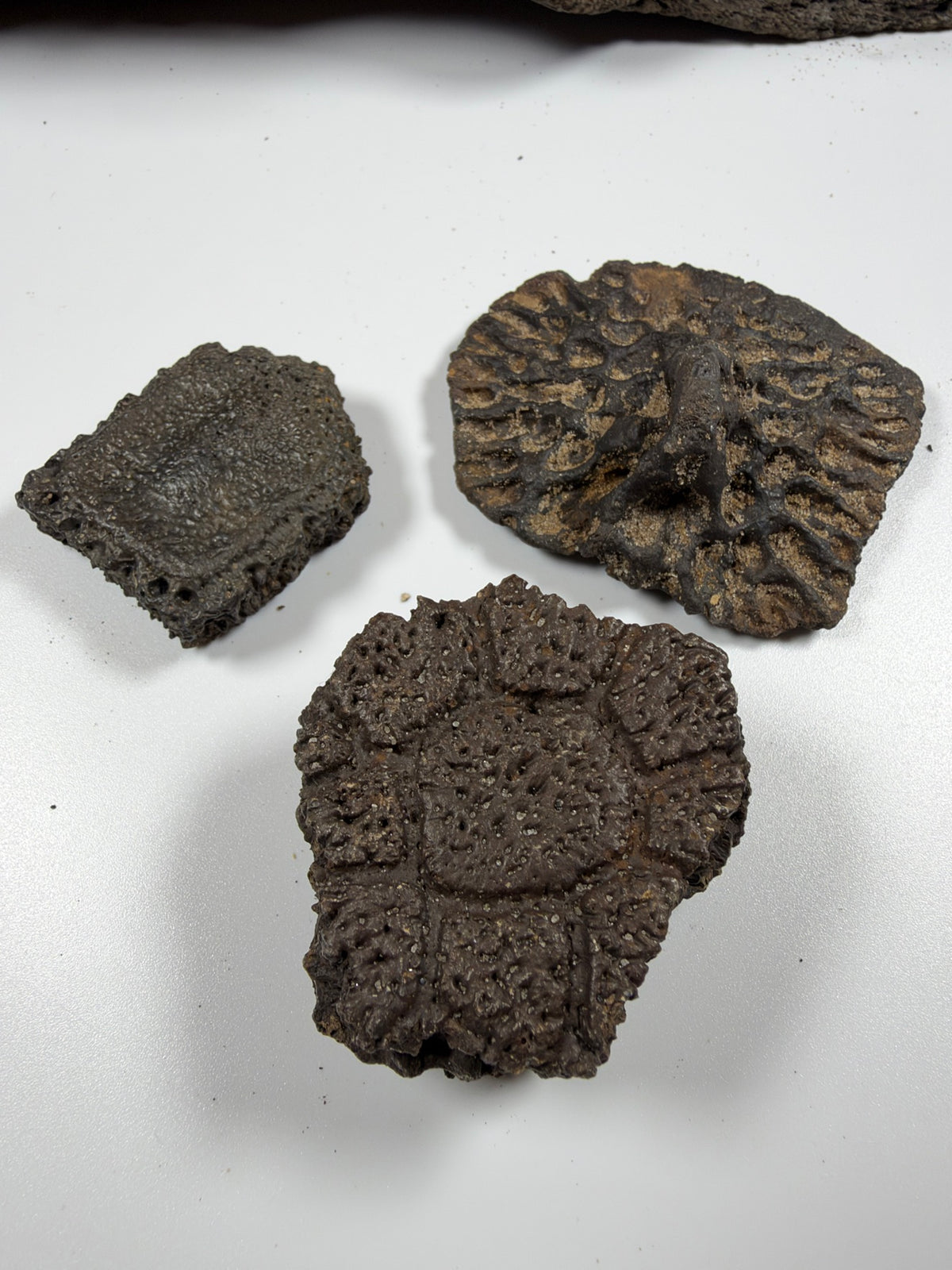 Fossil scute trio: glyptodont, giant armadillo and alligator scutes - EDI-64