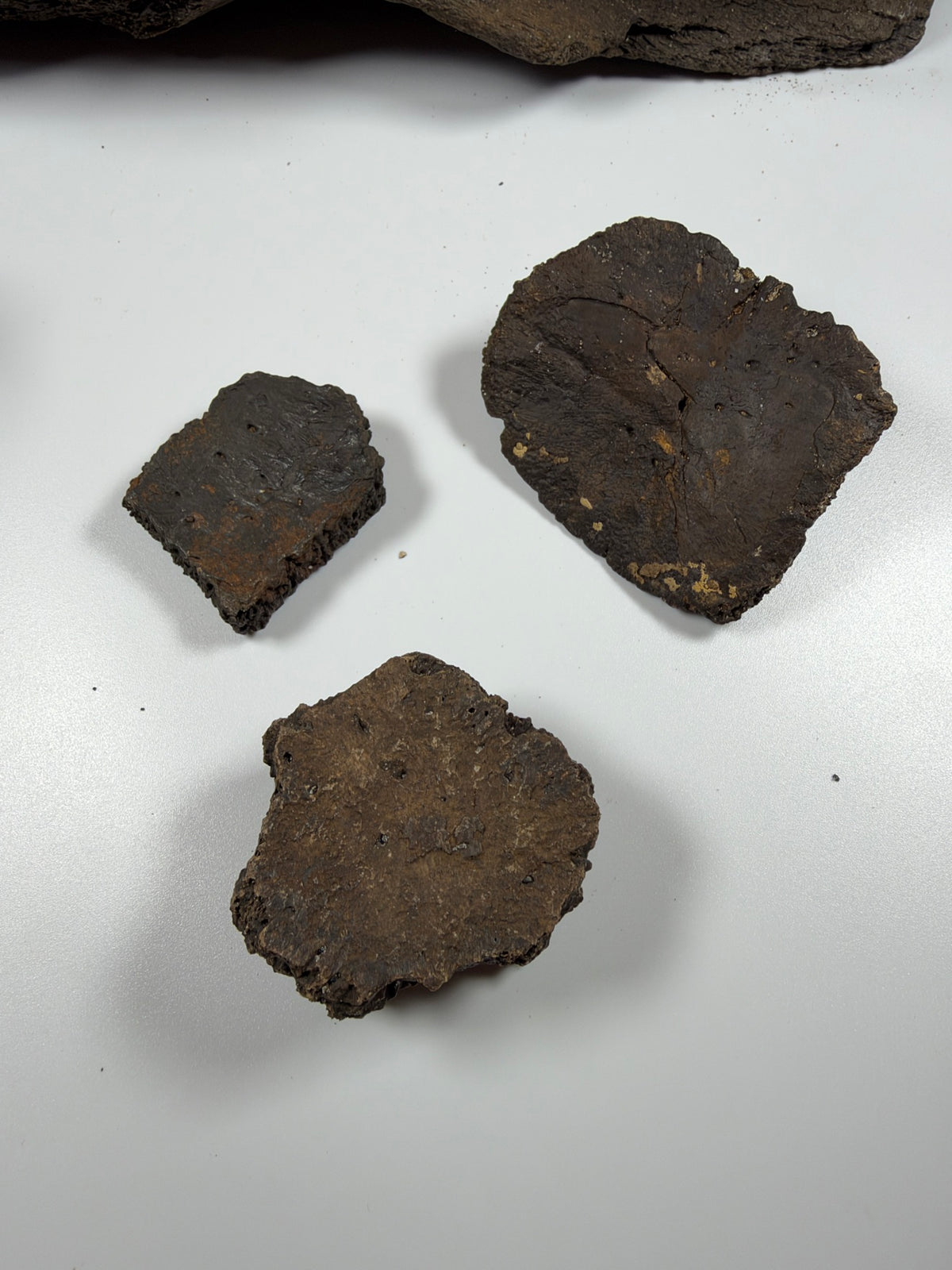 Undersides of the three fossil scutes - EDI-64