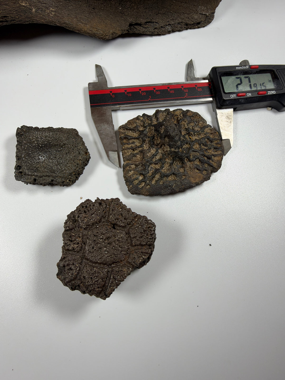 Giant armadillo scute measured at 2.79 inches on caliper - EDI-64