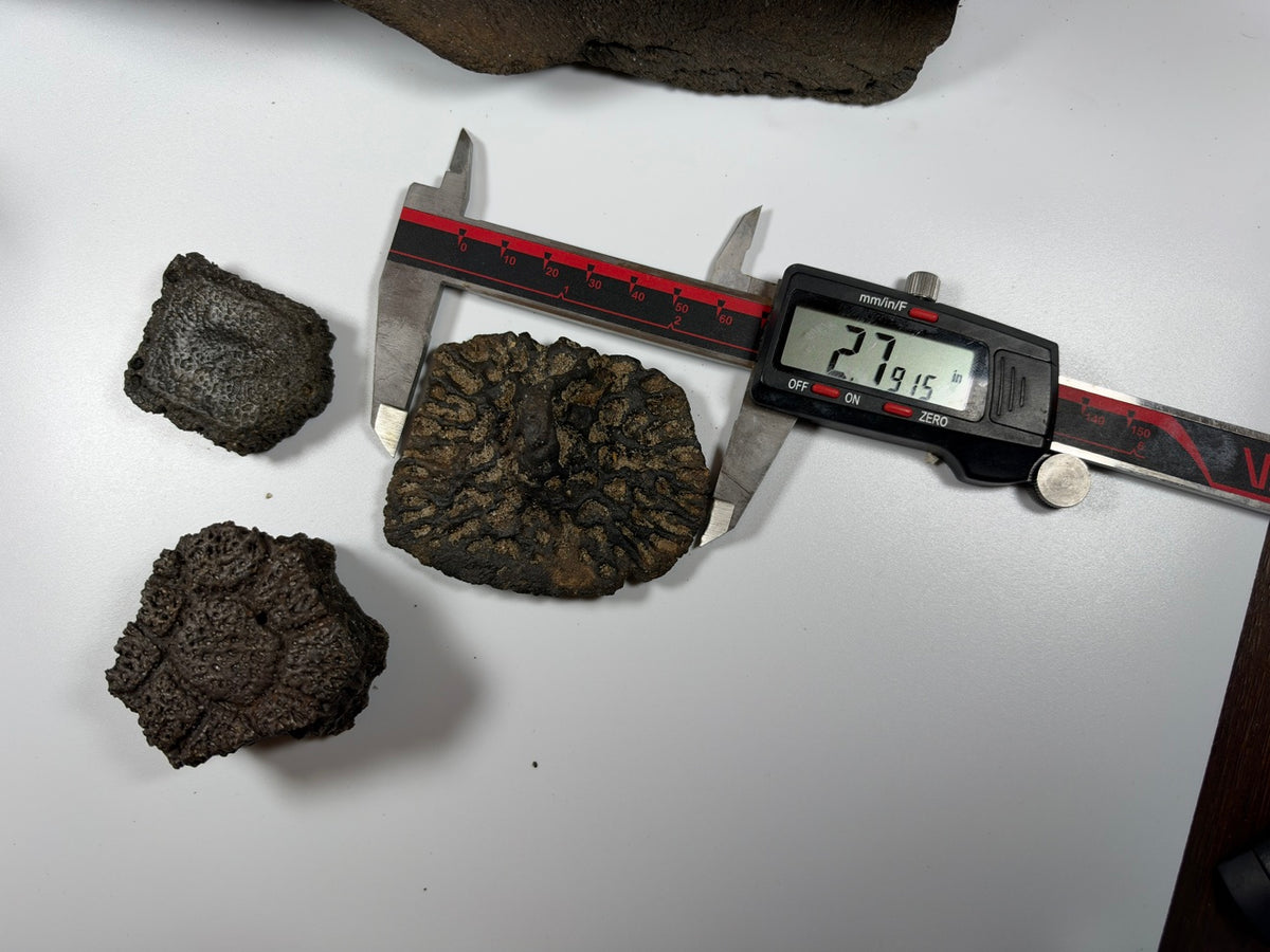 Fossil scute trio with caliper for scale - EDI-64