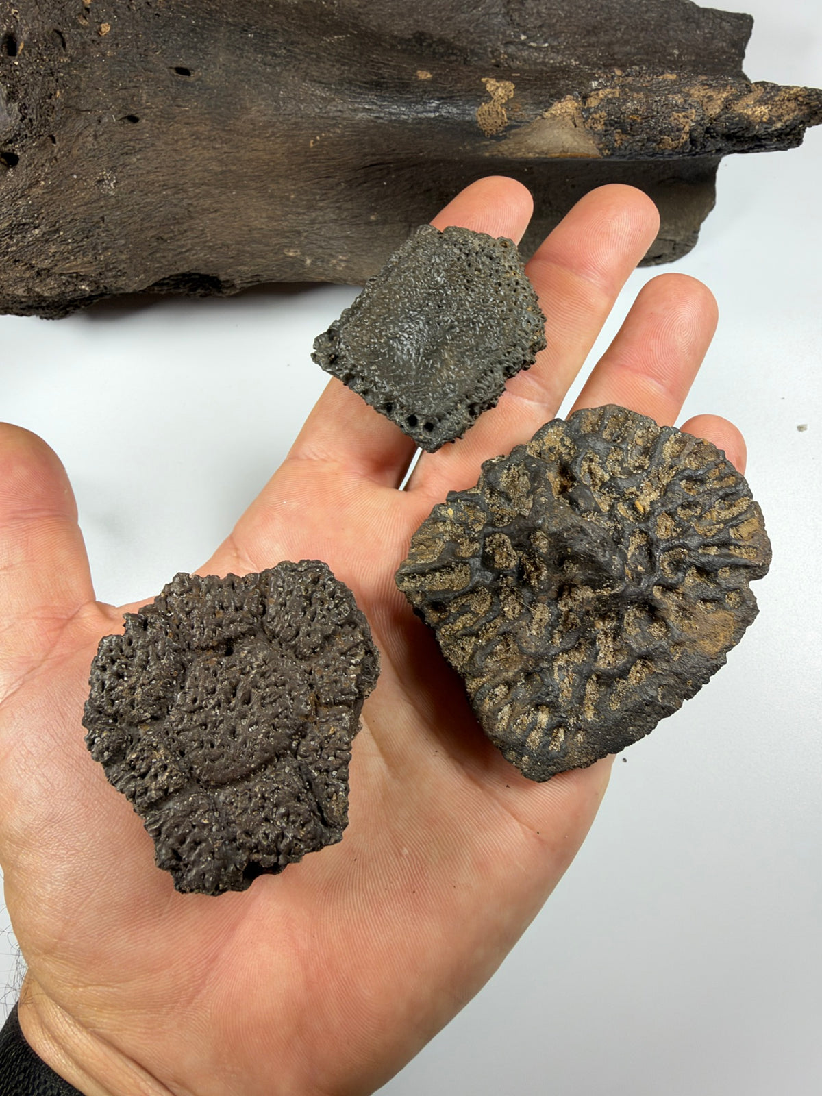 Three fossil scutes held in hand for scale - EDI-64
