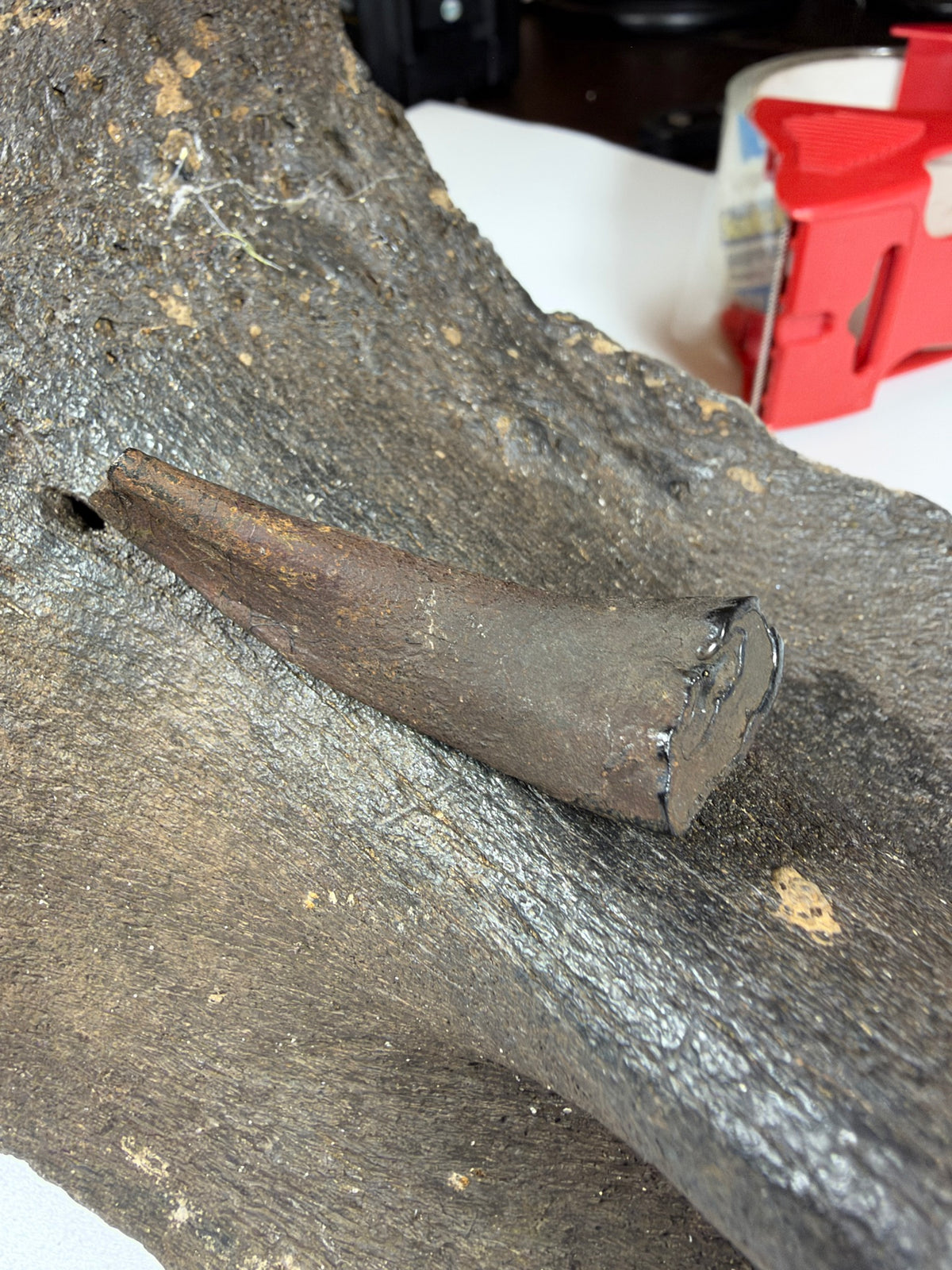 Fossil horse incisor tooth side view - EDI-67
