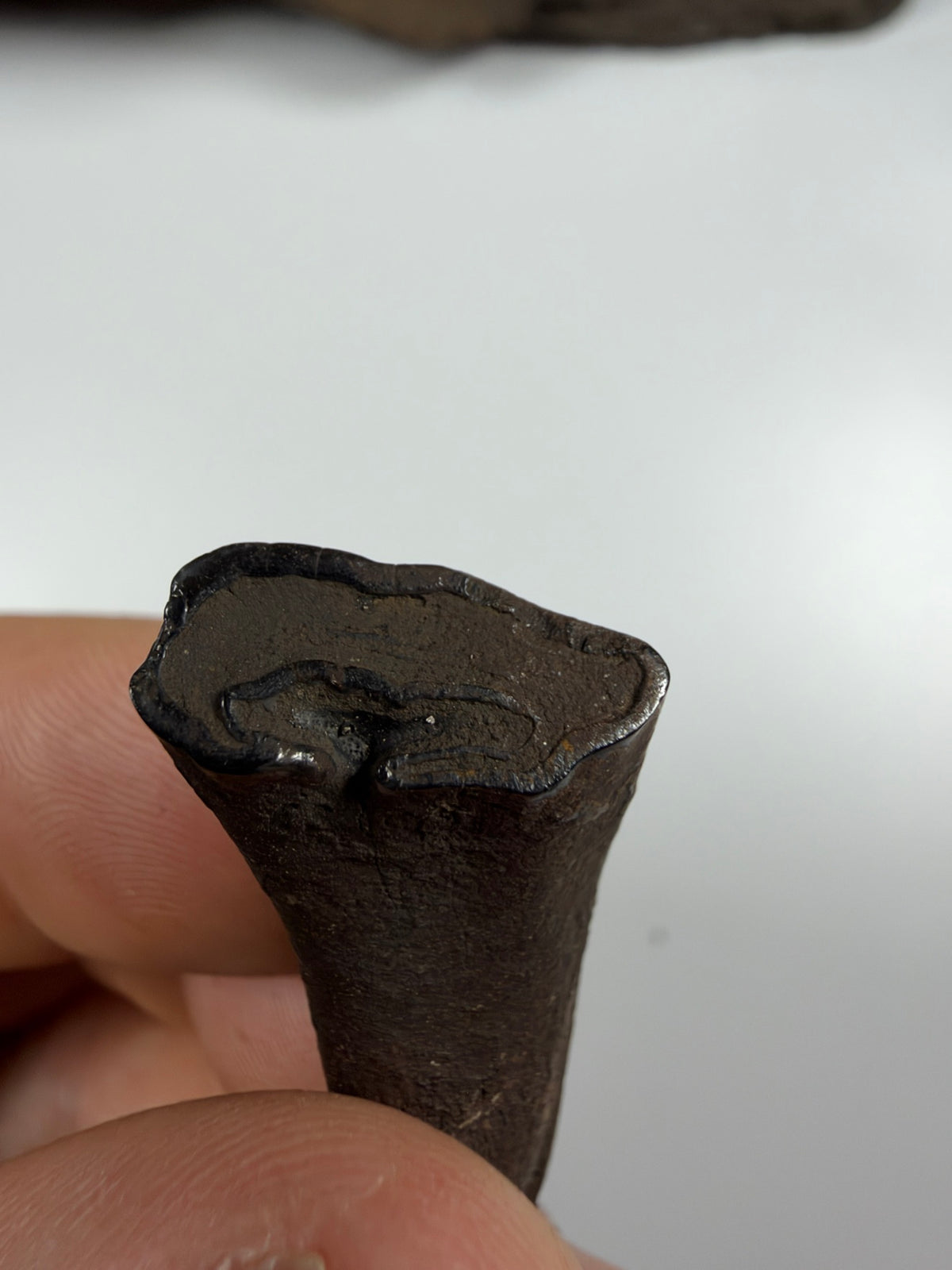 Chewing surface close-up of fossil horse incisor - EDI-67
