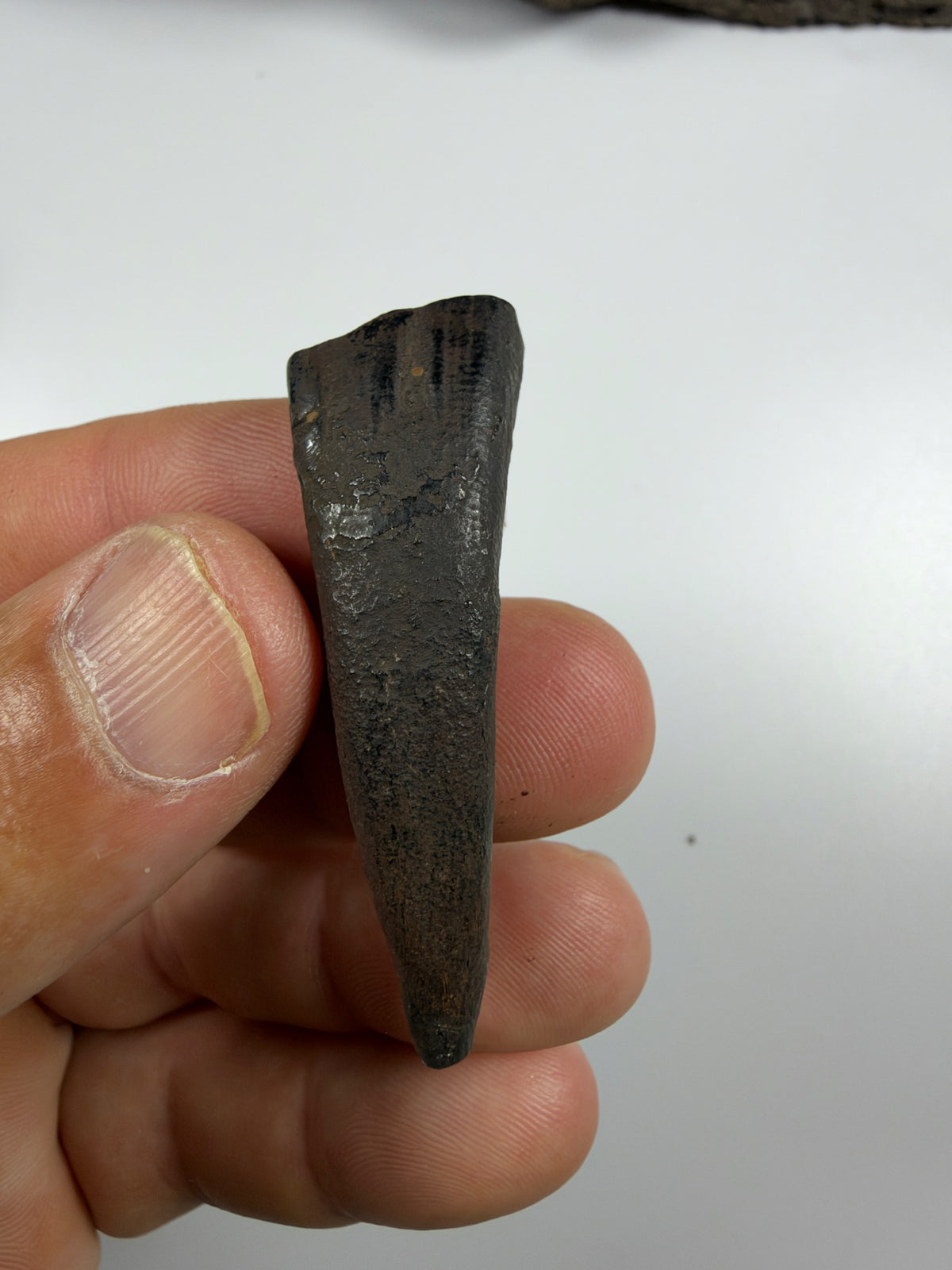 Fossil horse incisor tooth from the side - EDI-67