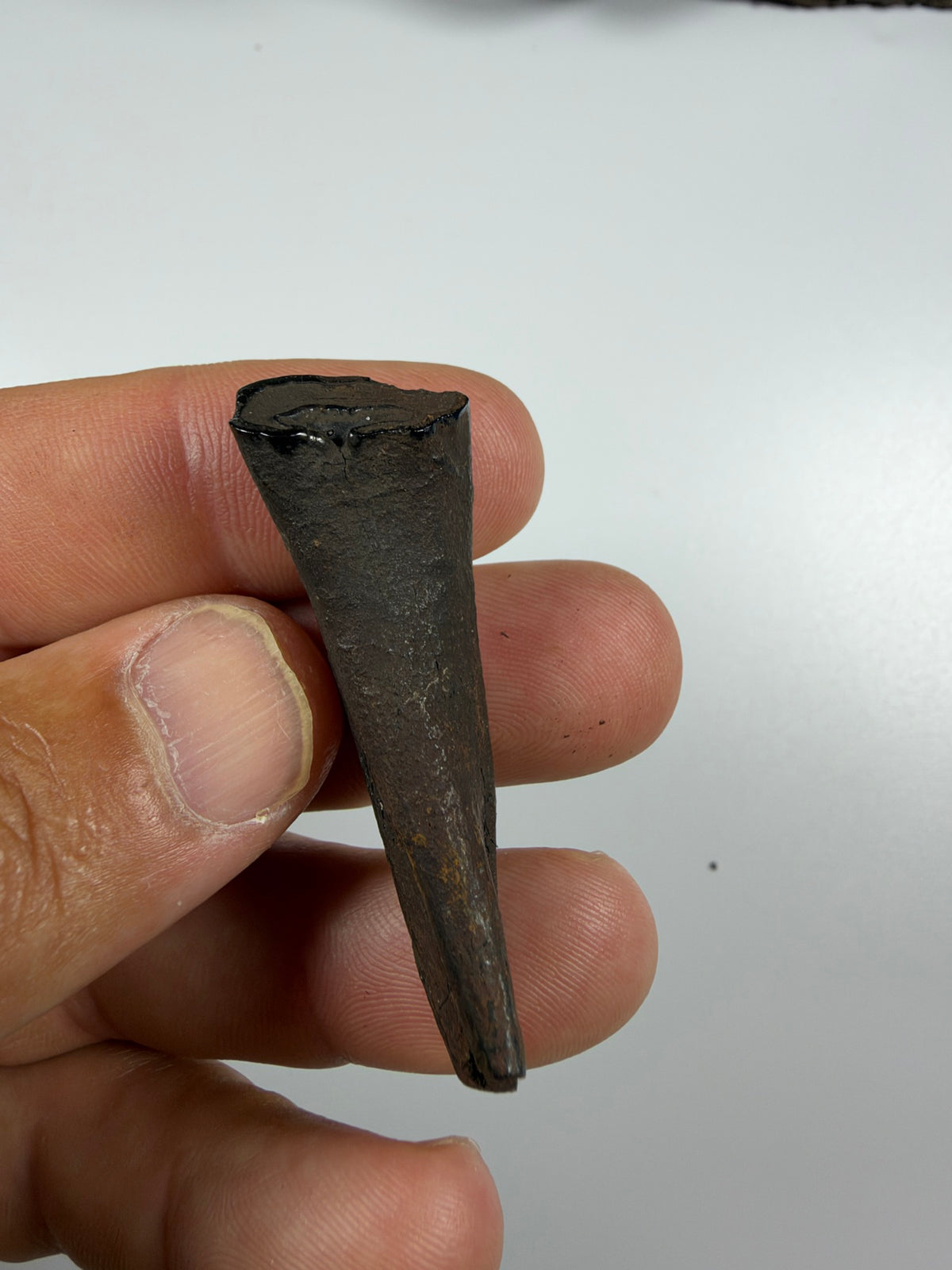 Fossil horse incisor tooth held in hand - EDI-67