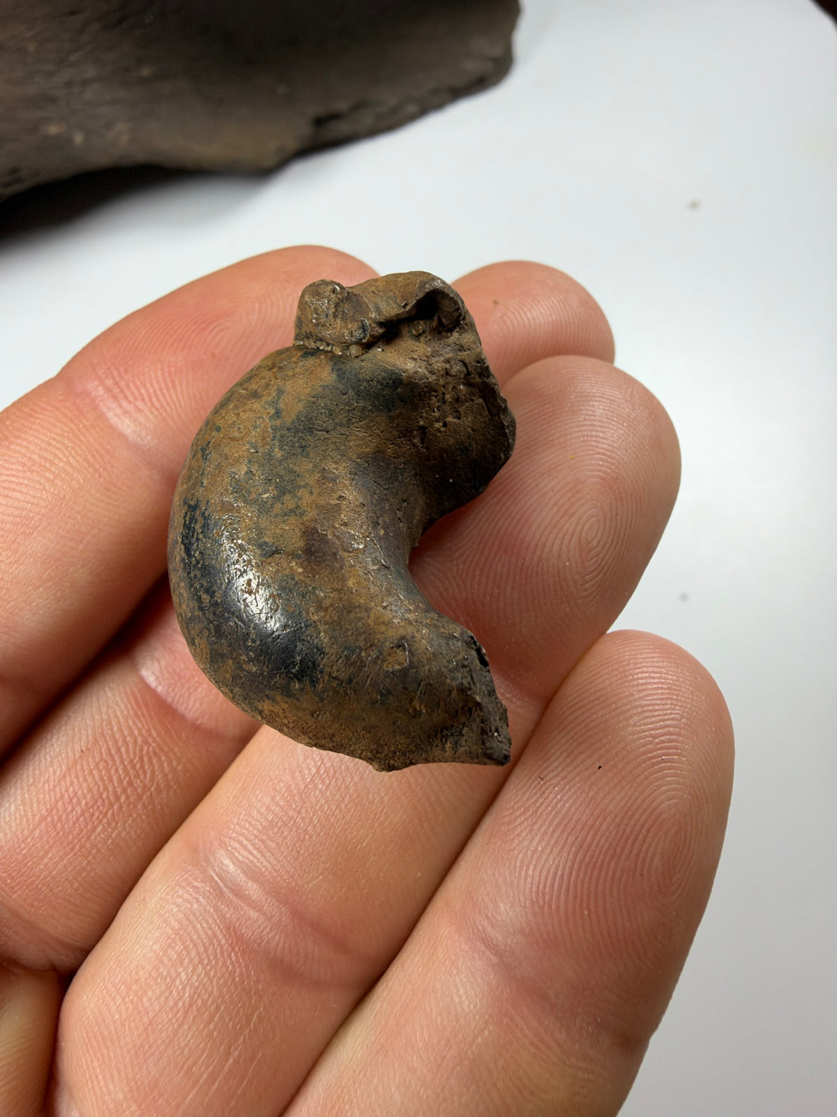 Fossil manatee tympanic bulla inner ear bone - EDI-68