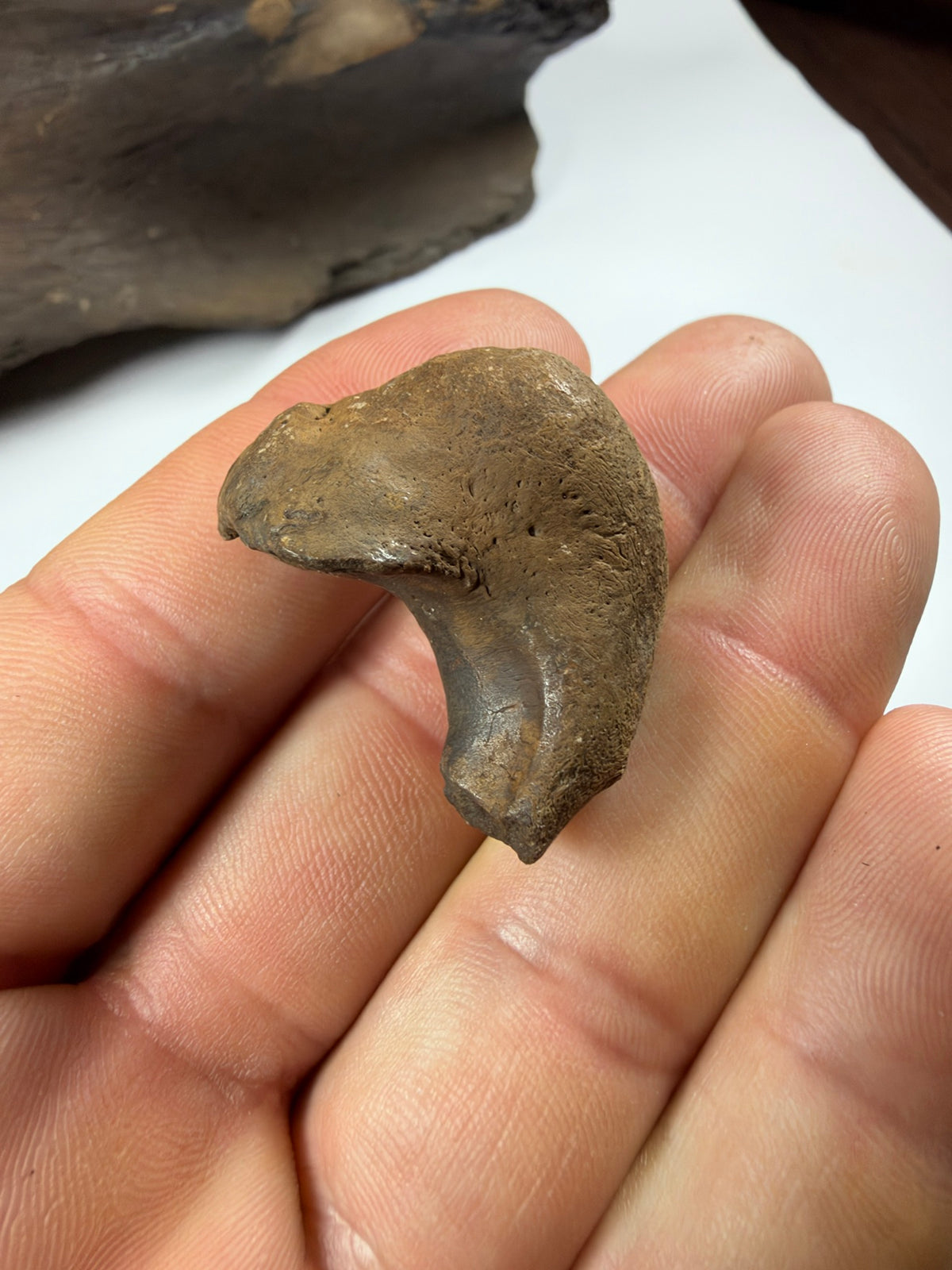 Fossil manatee ear bone bulla from another angle - EDI-68