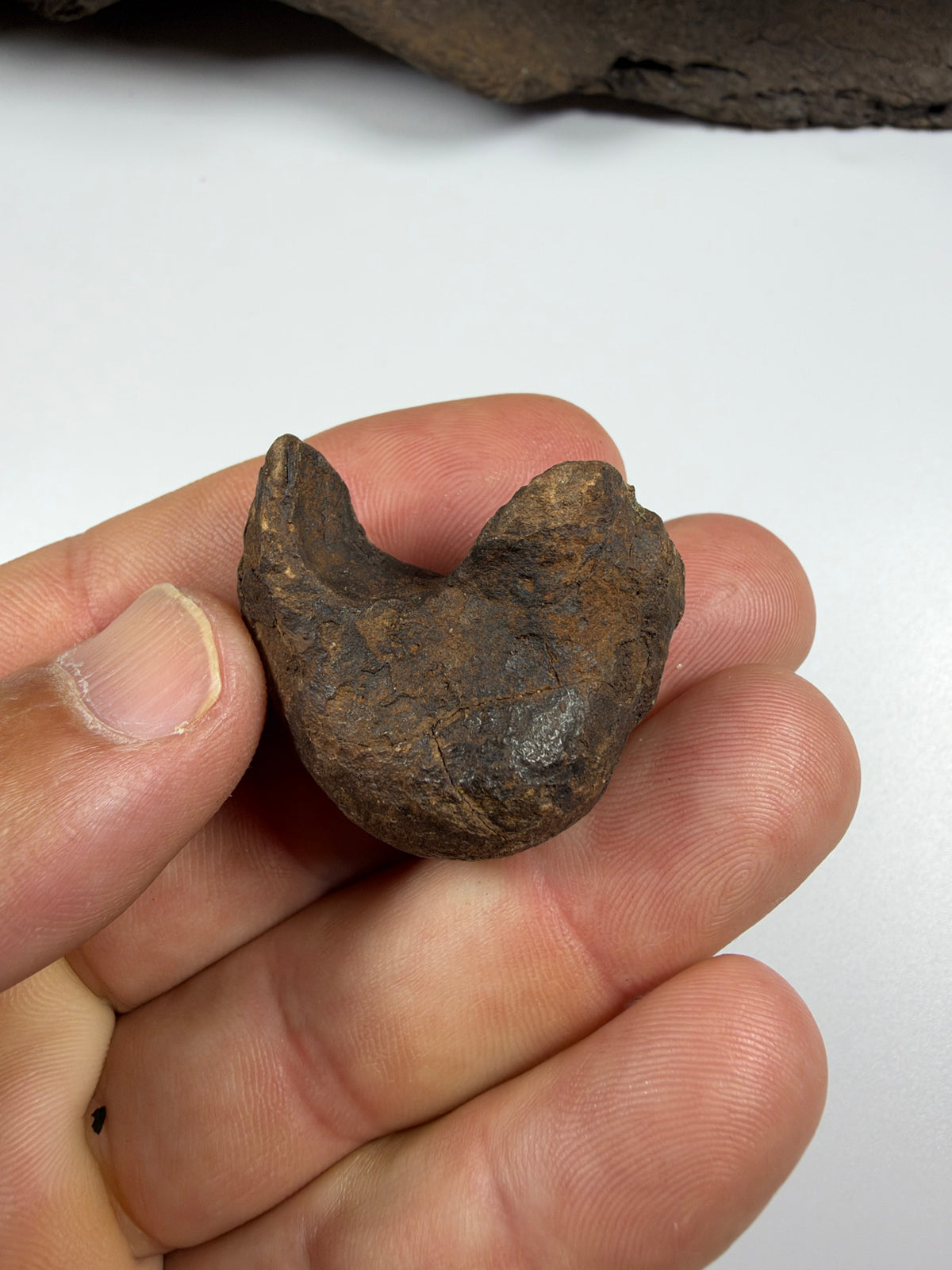 Fossil manatee tympanic bulla inner ear bone - EDI-69