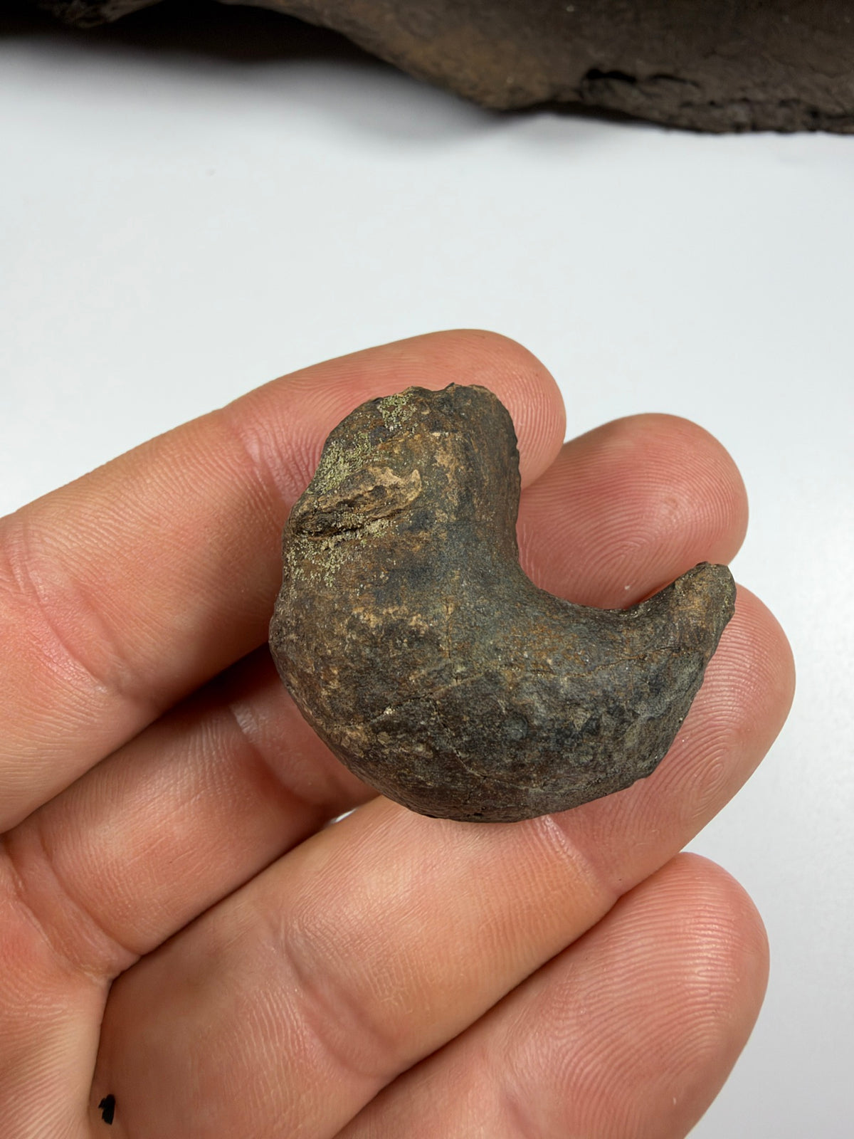 Fossil manatee ear bone bulla from the side - EDI-69