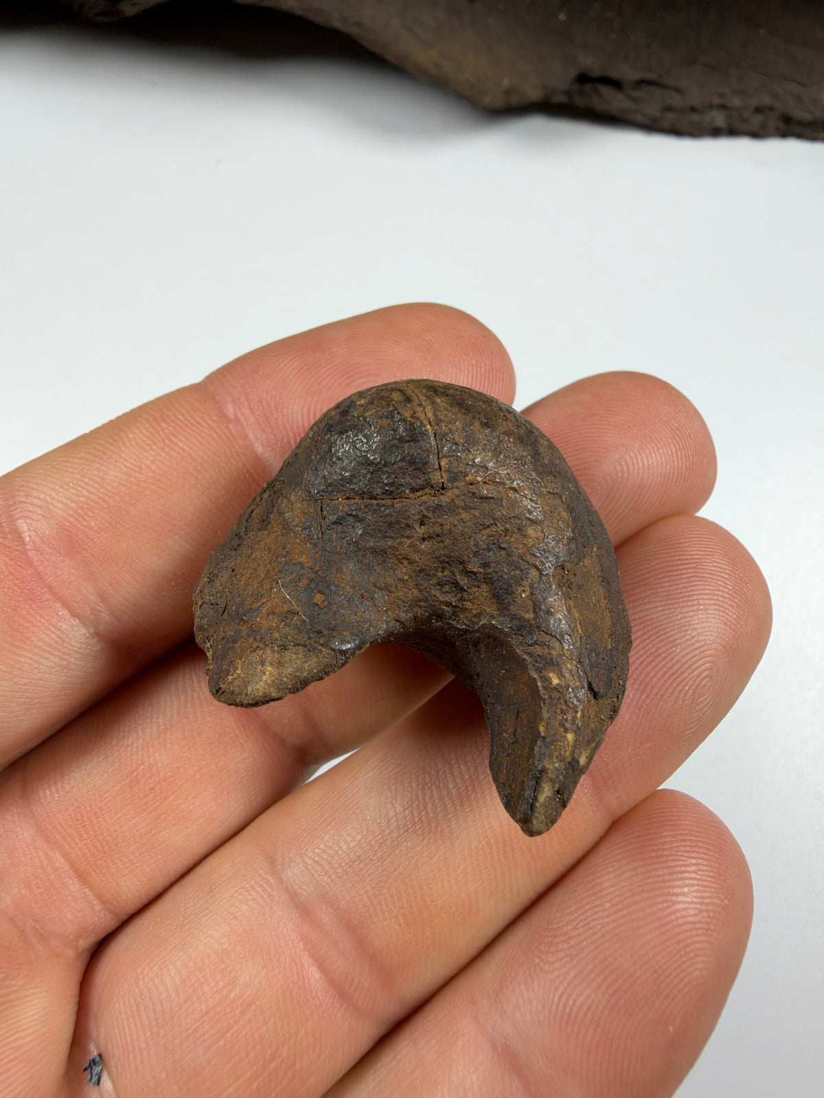 Fossil manatee ear bone bulla top view - EDI-69