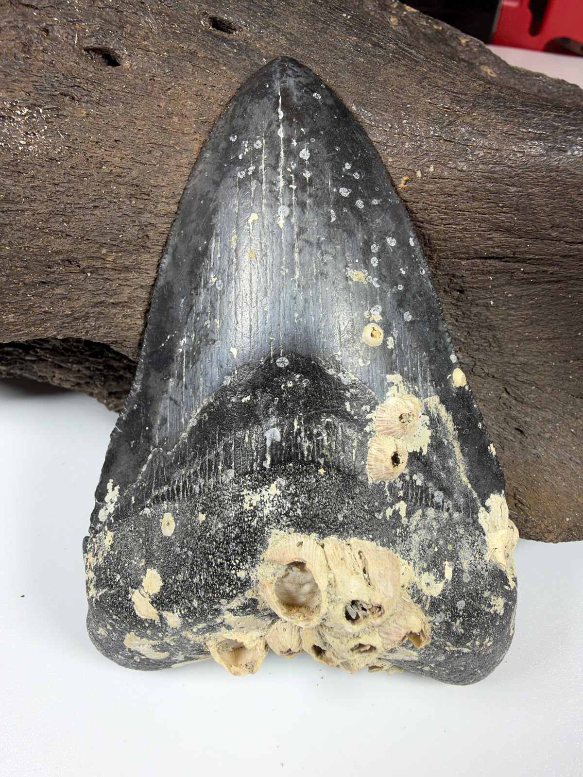 Close-up of barnacle encrustation on megalodon tooth root - EDI-8