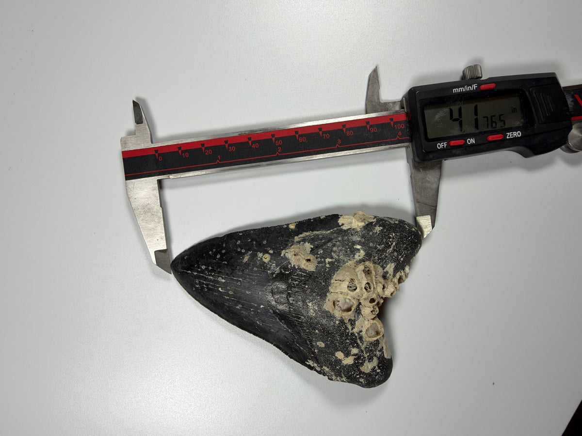 Digital caliper measuring megalodon tooth at 4.18 inches - EDI-8