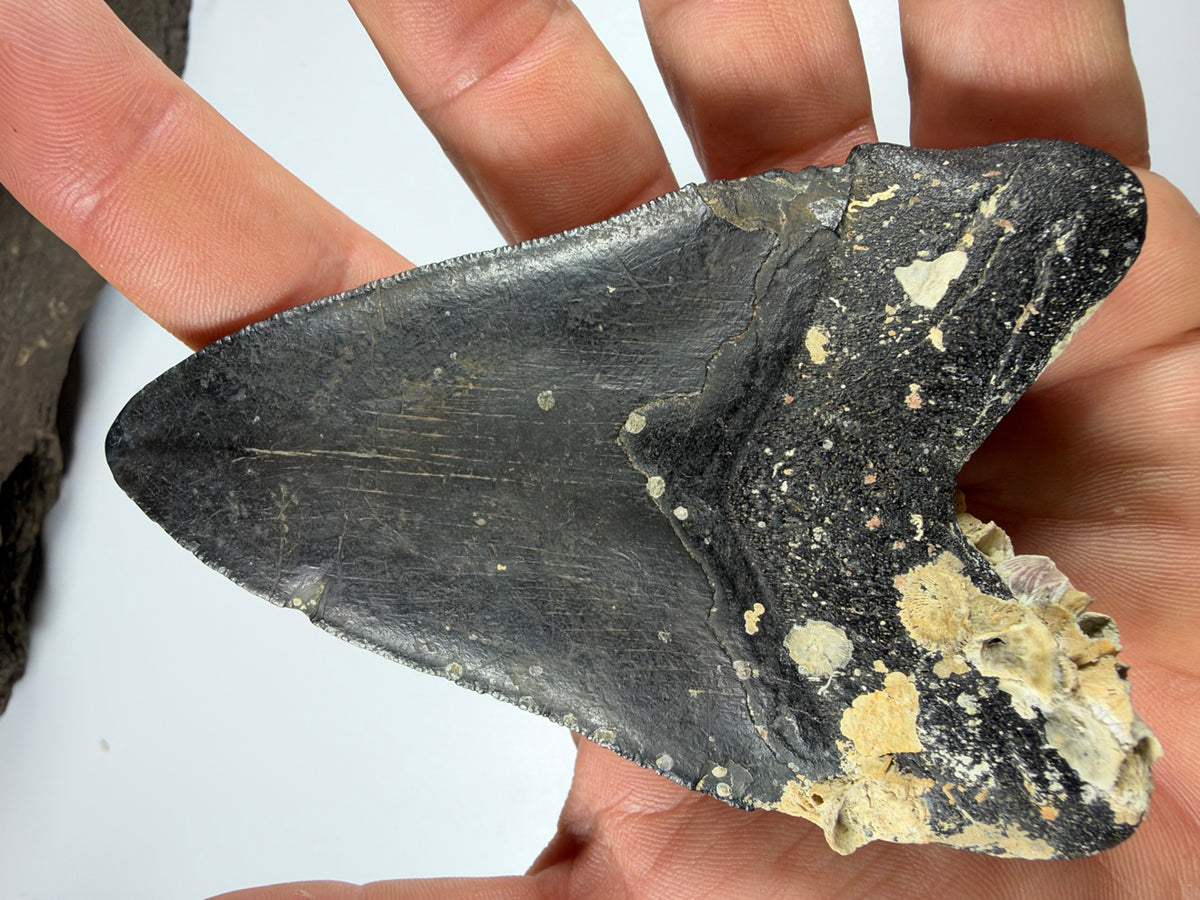 Edge view of megalodon tooth showing thickness held in hand - EDI-8
