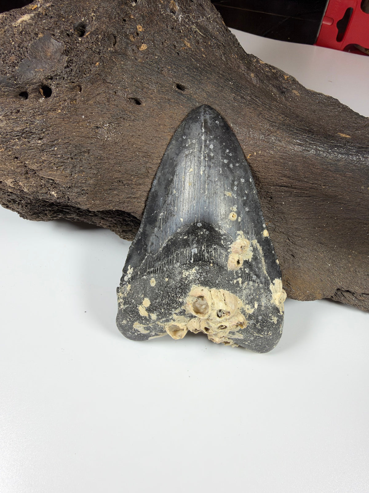 Megalodon tooth with natural barnacles on root, Venice FL fossil - EDI-8