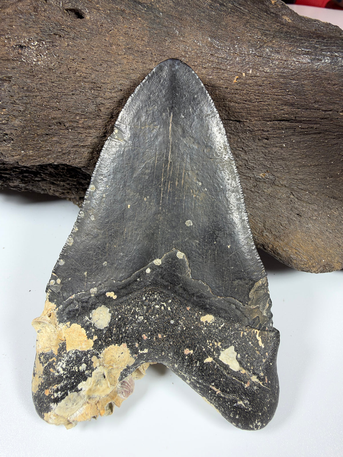 Megalodon shark tooth 4.18 inches front view, genuine Venice Florida fossil - EDI-8
