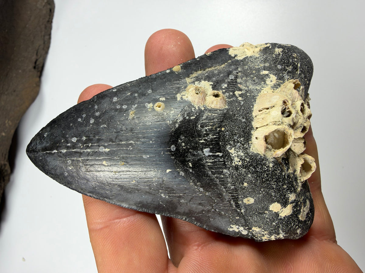 Back of megalodon tooth with barnacles held in hand - EDI-8