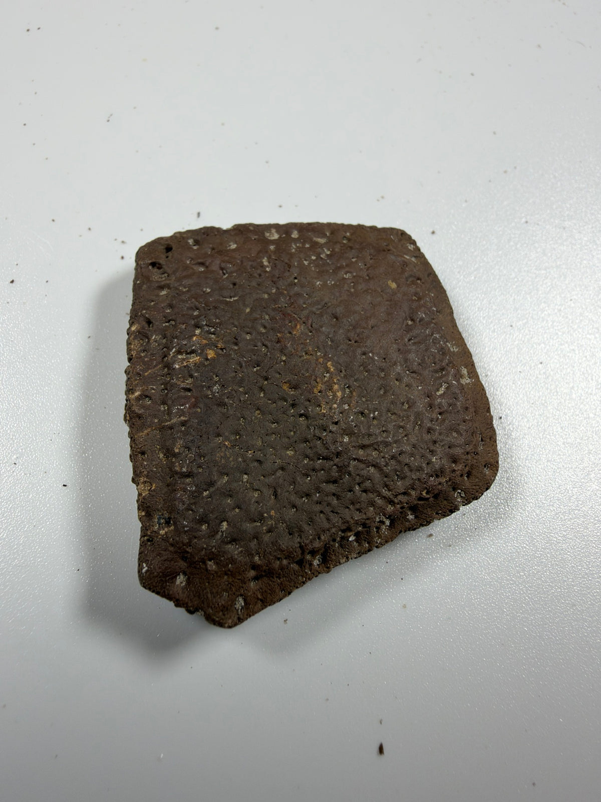 Fossil giant armadillo scute - EDI-80