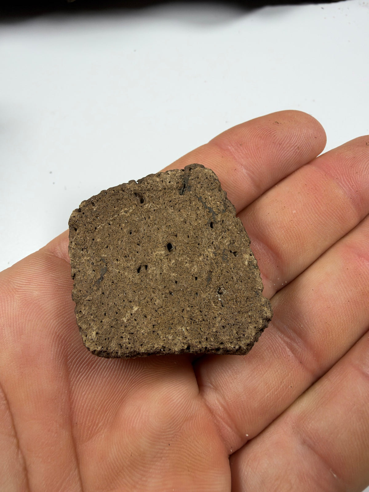 Underside of fossil giant armadillo scute - EDI-80
