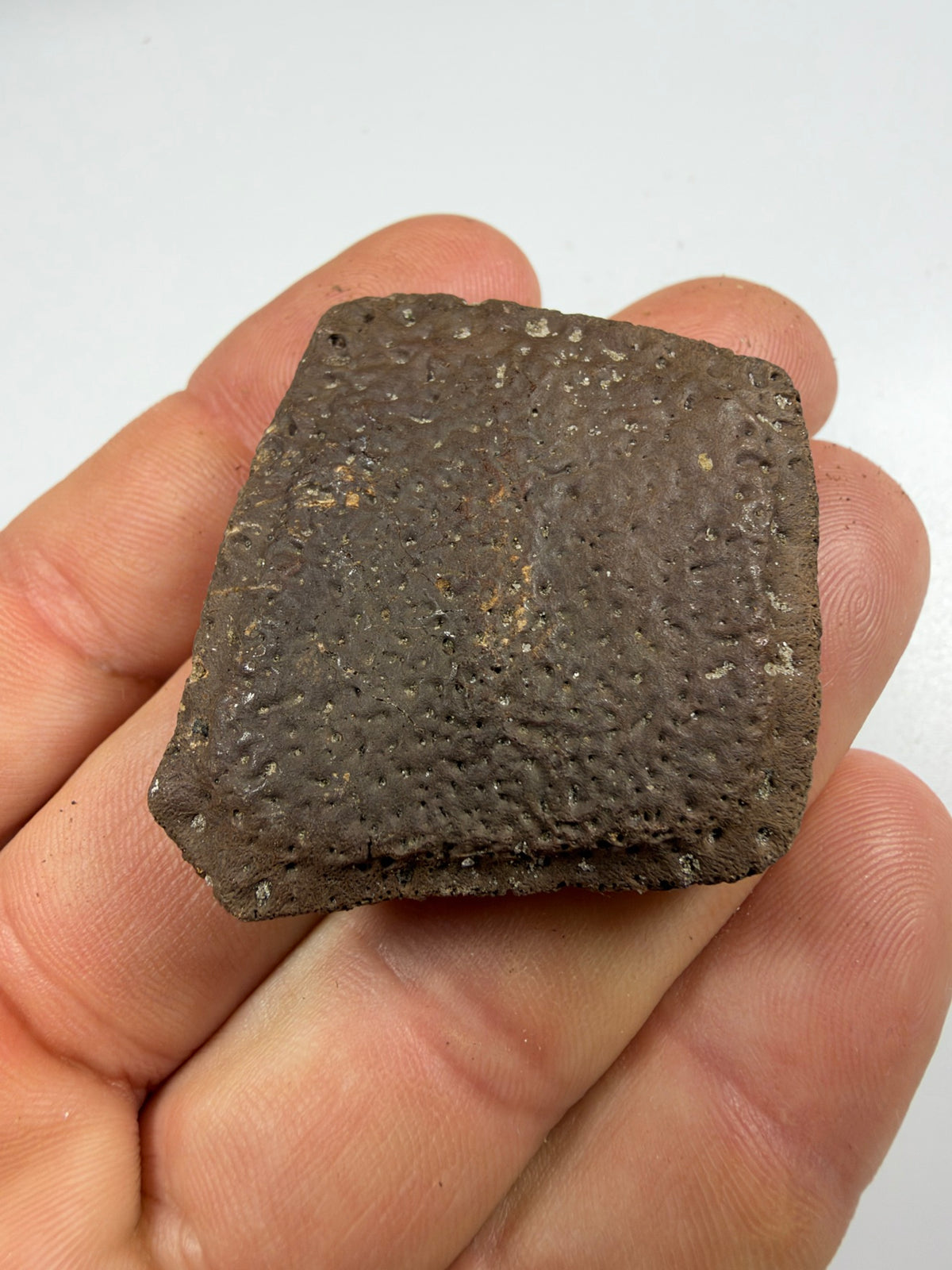 Fossil giant armadillo scute held in hand - EDI-80
