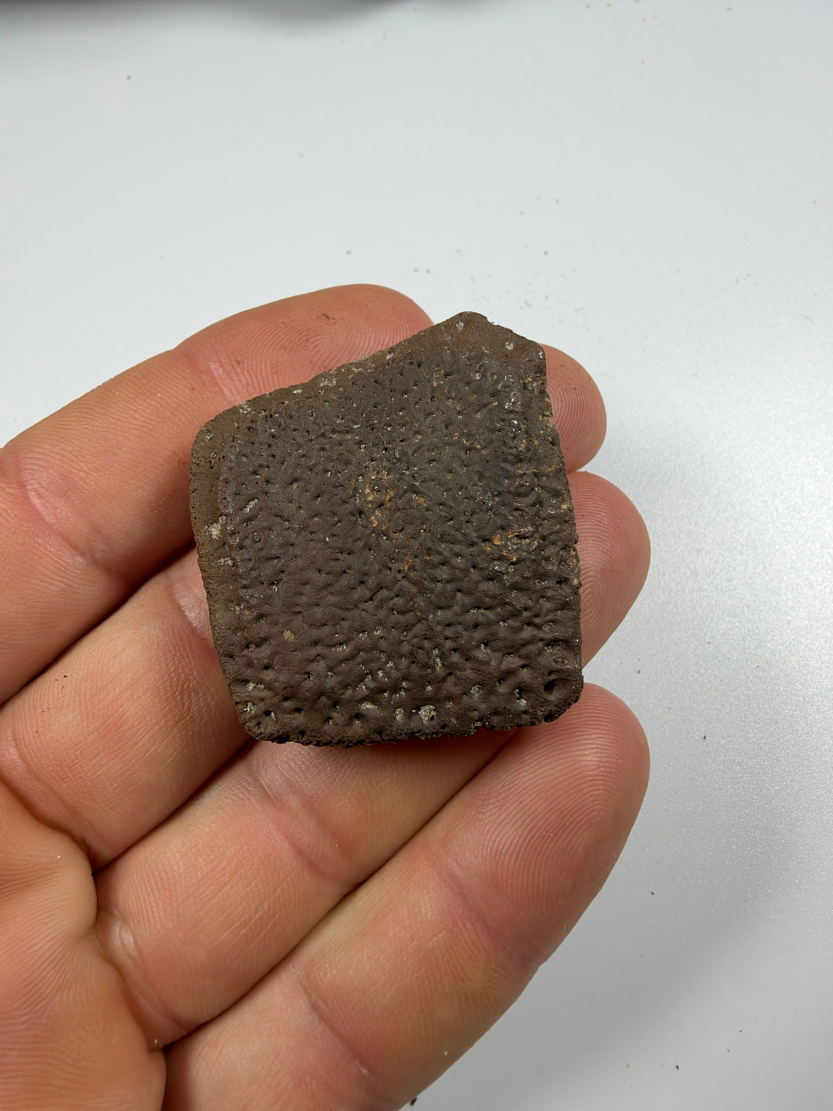 Fossil giant armadillo scute front view - EDI-80