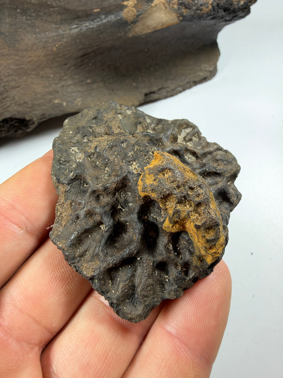 Fossil alligator scute with keel and pitting - EDI-84