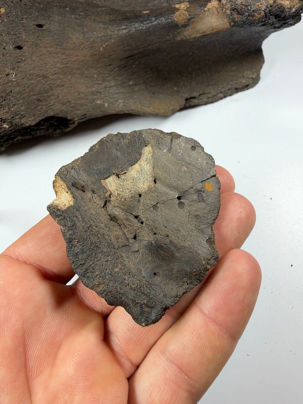 Underside of fossil alligator scute - EDI-84