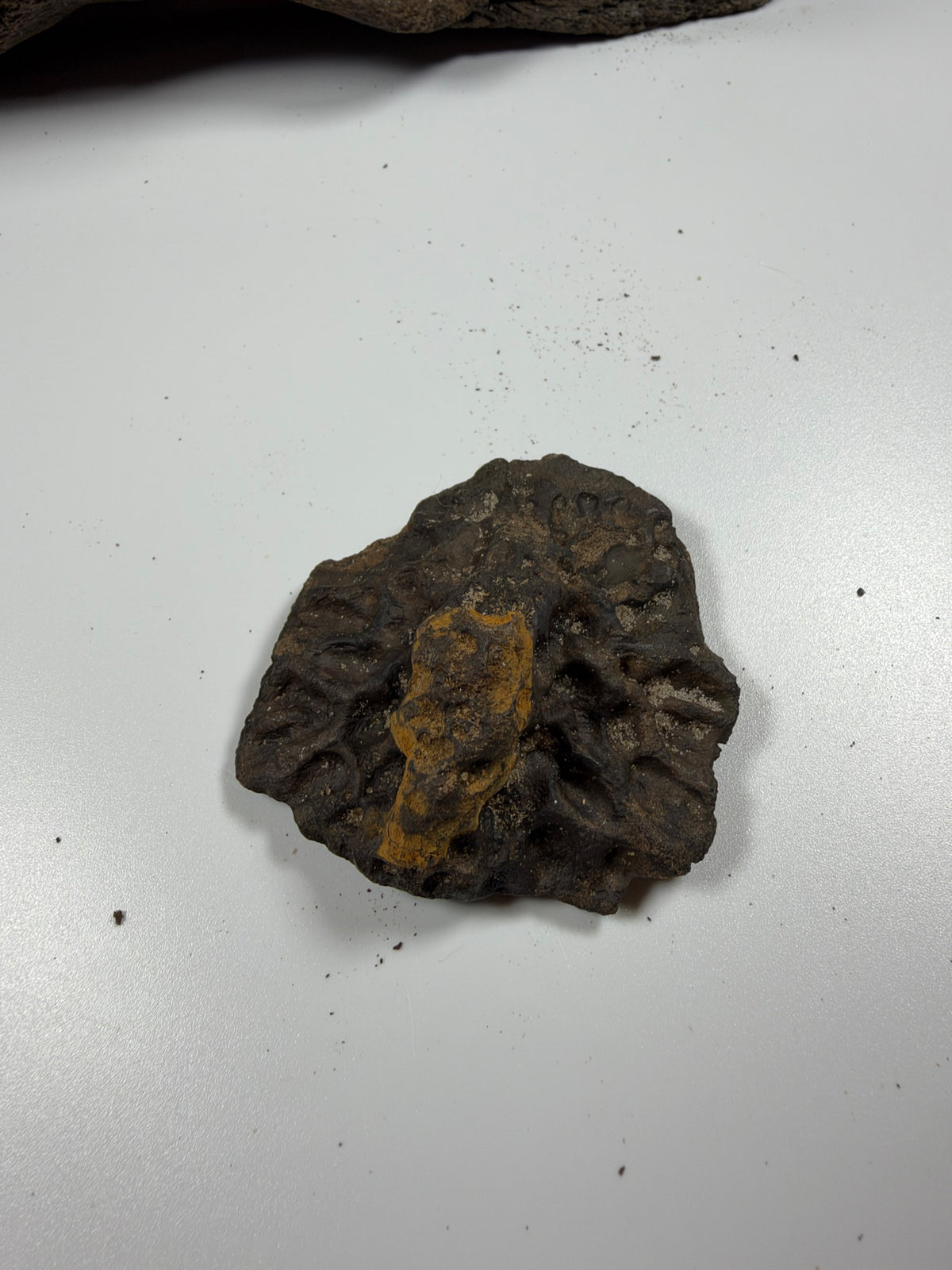 Fossil alligator scute flat view - EDI-84