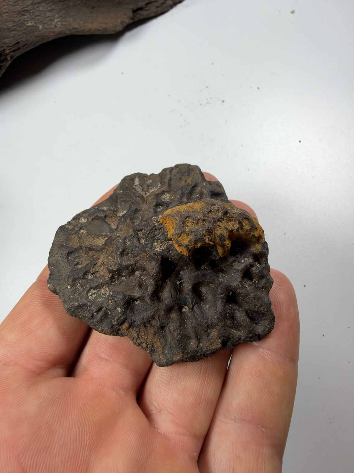 Fossil alligator scute held in hand - EDI-84