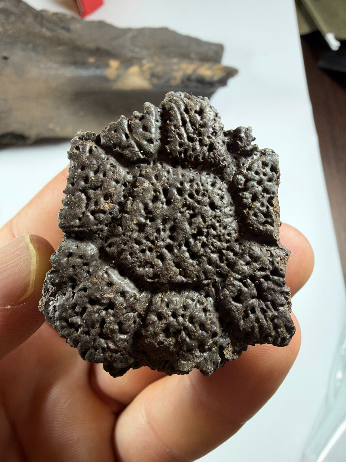 Fossil glyptodont scute front view showing detail - EDI-86
