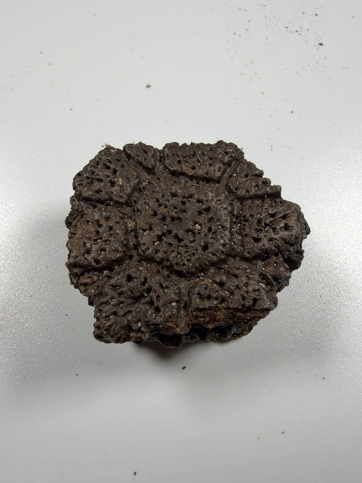 Fossil glyptodont scute flat view of rosette pattern - EDI-86